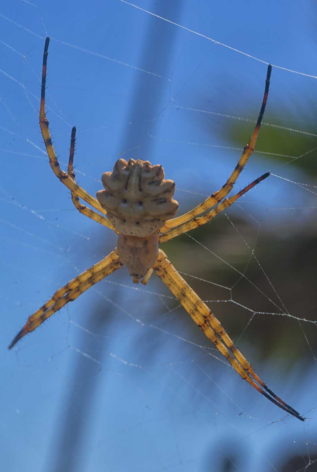 L''Argiope lobata